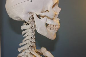 The Science Behind Teeth: Understanding the Differences between Teeth and Bones